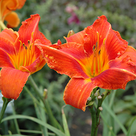 Plant Photo 7