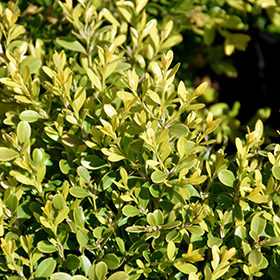 Plant Photo 1