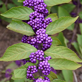 Plant Photo 8