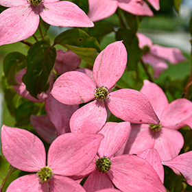 Plant Photo 7